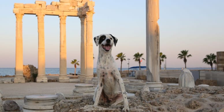 Nombres de dioses para perros